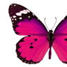 feyerfly
