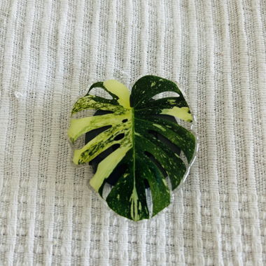 Monstera Leaf Clip, popsockets, fingergriff