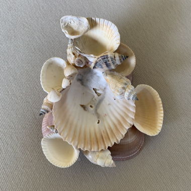 seashell jewelry holder 