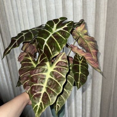 Artificial Alocasia Polly Plant
