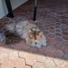 Mizzie