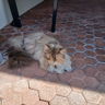 Mizzie