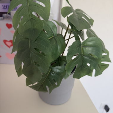 Monstera in Planter Pot