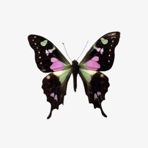 butterfly27