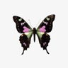 butterfly27
