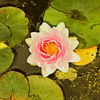 aureus_nymphaea