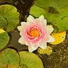aureus_nymphaea