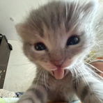 sssaaammmiiirra