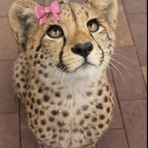 Leopardig