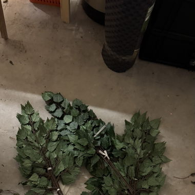 Rami decorativi con foglie - nuovi