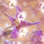 DonatellaLa