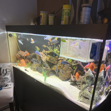 Aquarium juwel 450 