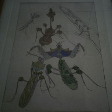 Tableau d'insectes encadré