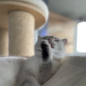 bookish_cat