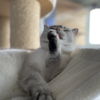 bookish_cat
