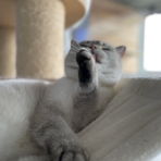 bookish_cat
