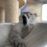 bookish_cat