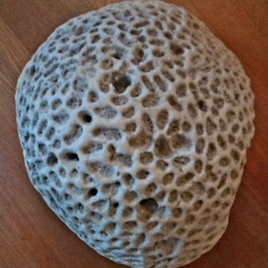 Fossile 17cm lunghezza 12cm larghezza 