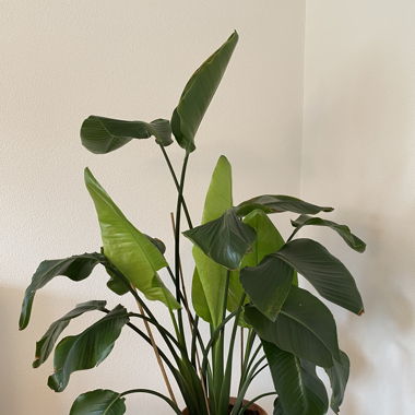 Strelitzia XL Zimmerpflanze mit Elho Topf 