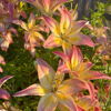 Asmine