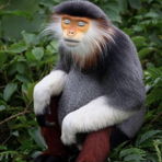 Laquna